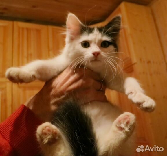 Кошечка Пушинка ищет любимых хозяев