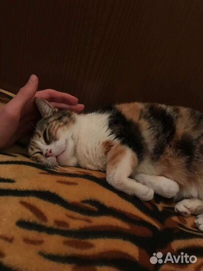 Кошечка в дар бесплатно