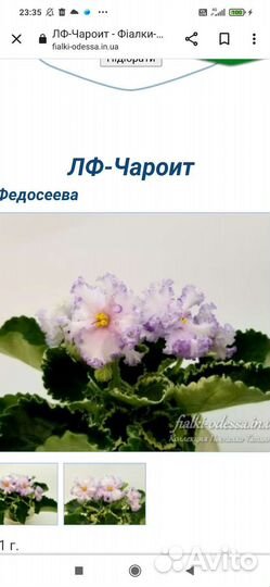 Фиалки