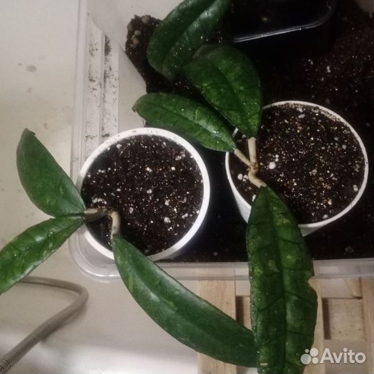 Хойя Финлайсони