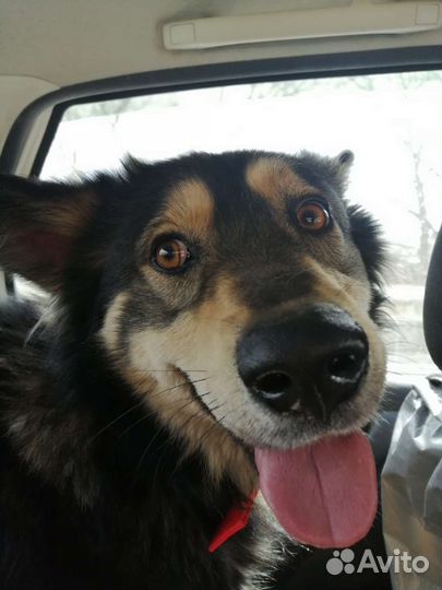 Собака в добрые руки отдам бесплатно