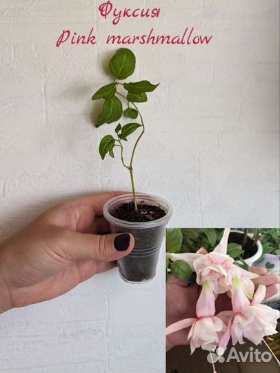 Цветущие комнатные растения, фуксии