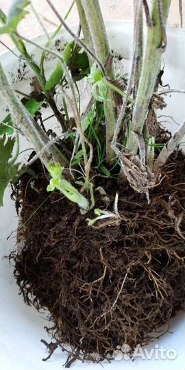 Дельфиниум