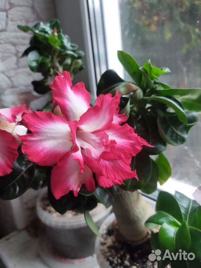 Адениум mini