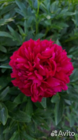 Цветы пионы