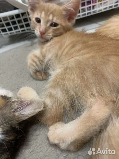 Три кота и одна кошечка