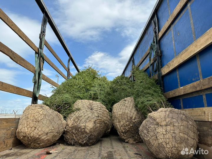 Ель обыкновенная, крупномер из питомника