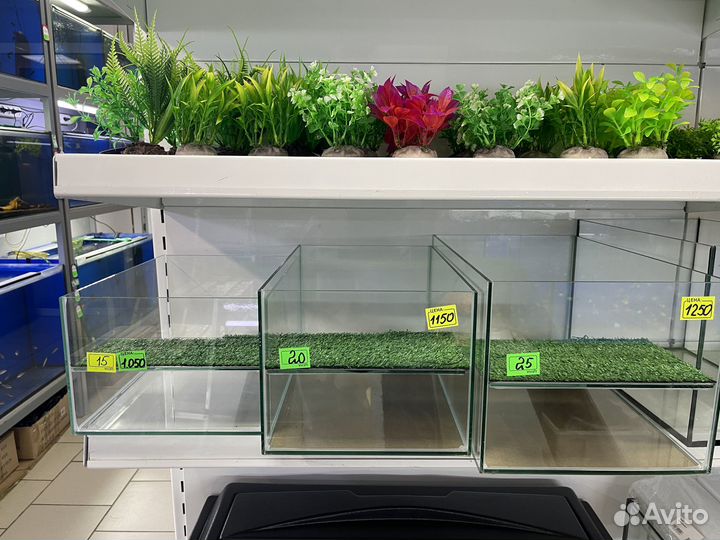 Черепашники