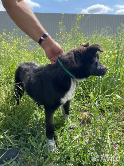 Щенок подросток в добрые руки