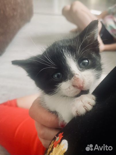 Котенок с приданым в добрые руки