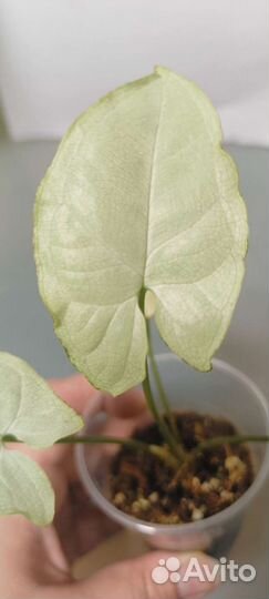 Сингониум сорт Т9