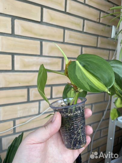 Филодендрон сканденс бразил - укорененные черенки