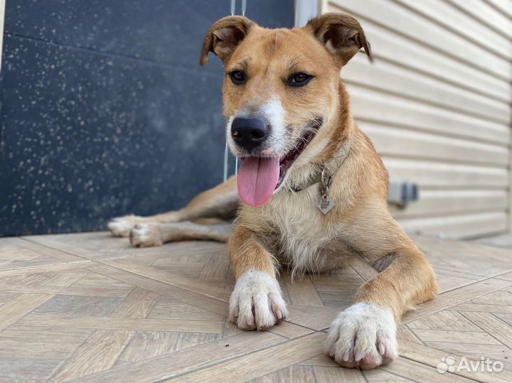 Собака в добрые руки отдам бесплатно