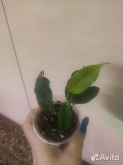 Фикус бенджамина