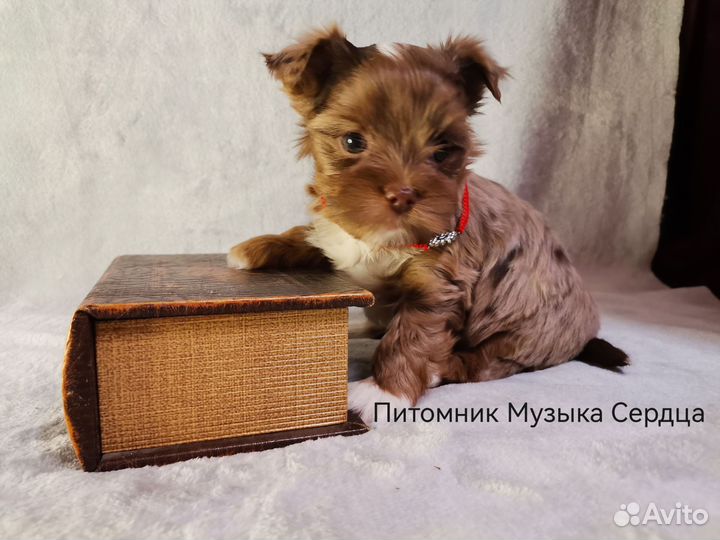 Йоркширский терьер