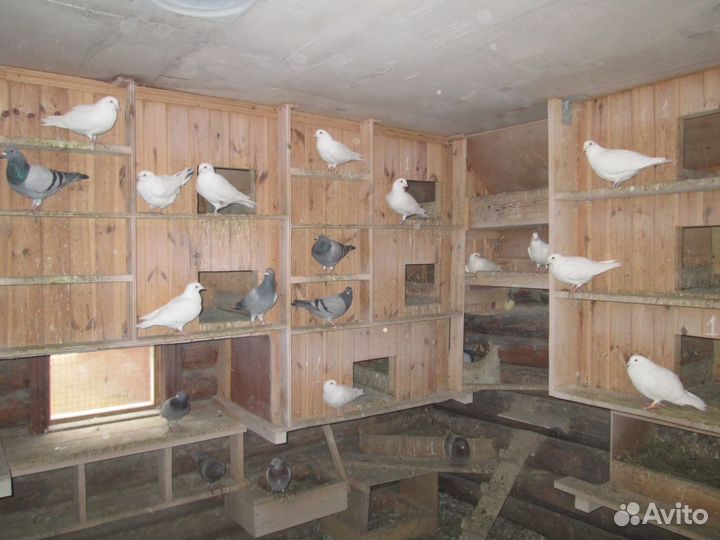Продаются голуби