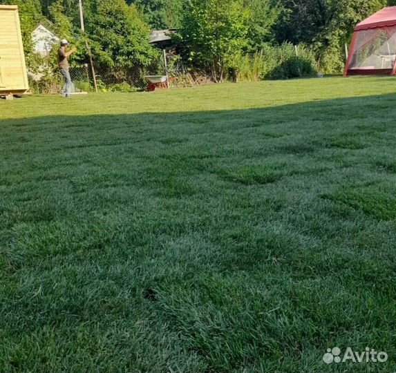 Газон. Рулонный газон