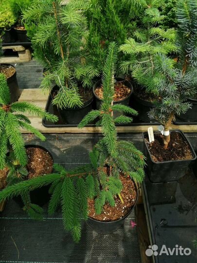 Сортовые ели в наличии