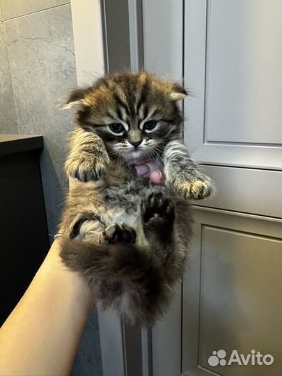 Котята в добрые руки мешанные с британцем