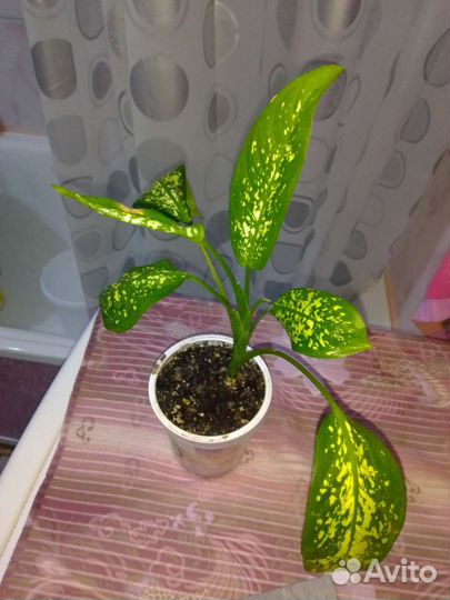 Диффенбахия и др комнатные цветы