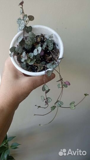 Спатифиллум, церопегия, фикусы