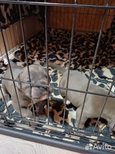 Щенки кане корсо