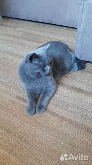 Шотландский кот ищет подругу