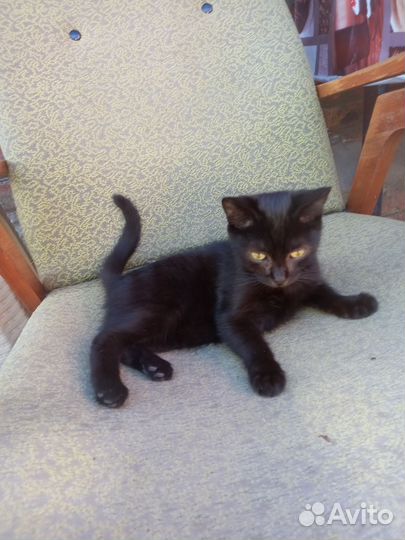 Кошка в дар