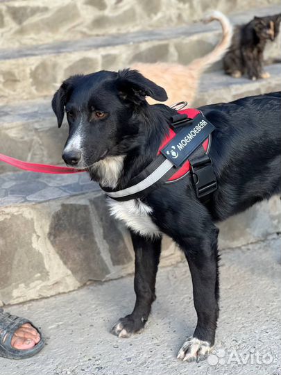 Собака мальчик даром