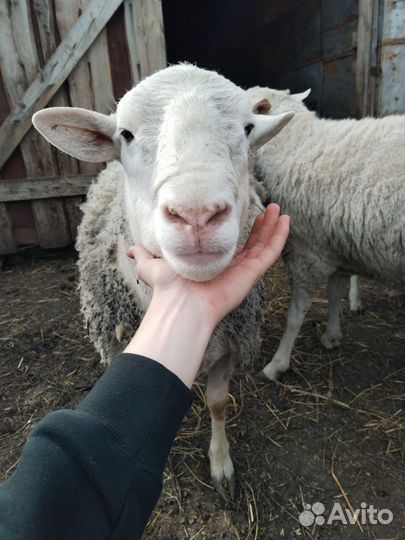 Катумский баран