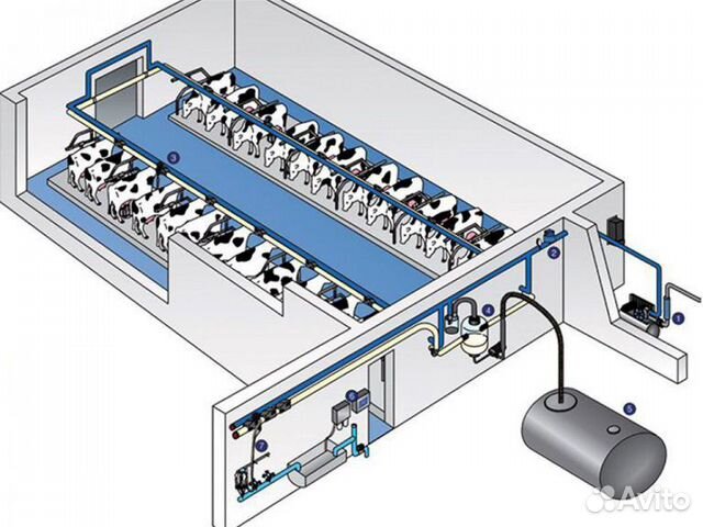 Доильный зал проект