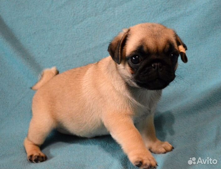 Щенок мопс,девочка
