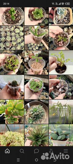 Суккуленты