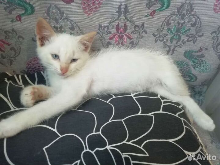 Котик в добрые руки