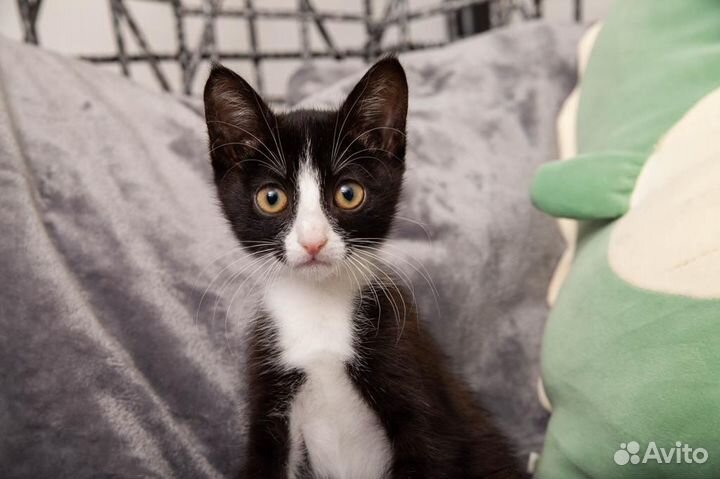 Котенок мальчик