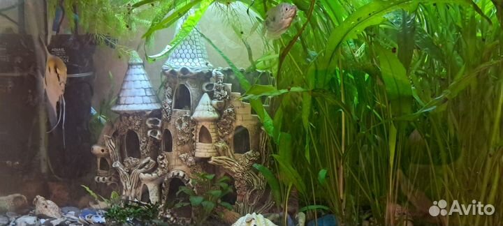 Аквариумный набор