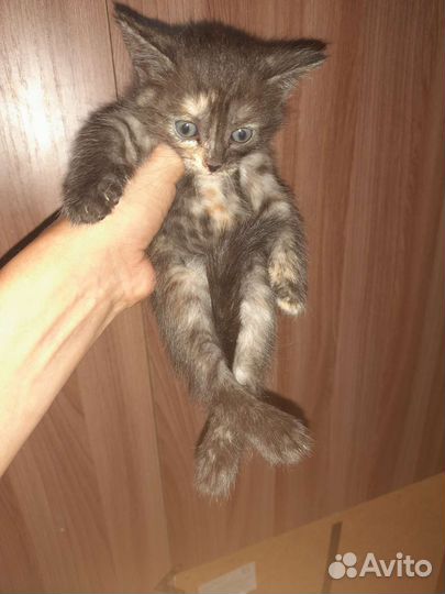 Кошка в дар бесплатно