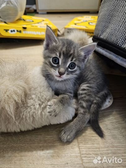 Отдам котиков в добрые руки