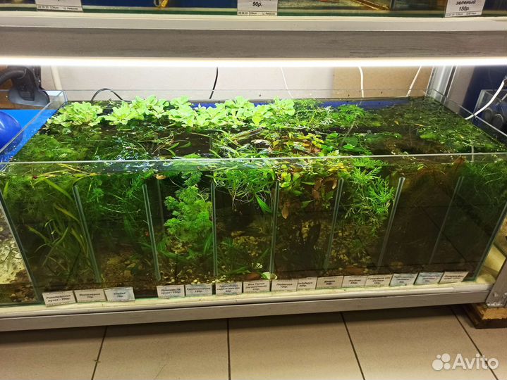 Аквариумные рыбки и растения