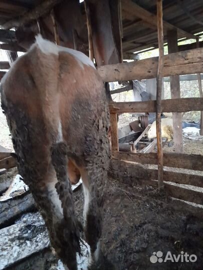 Быки и телки