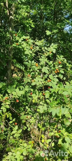 Орех грецкий груша шиповник боярышник вишня