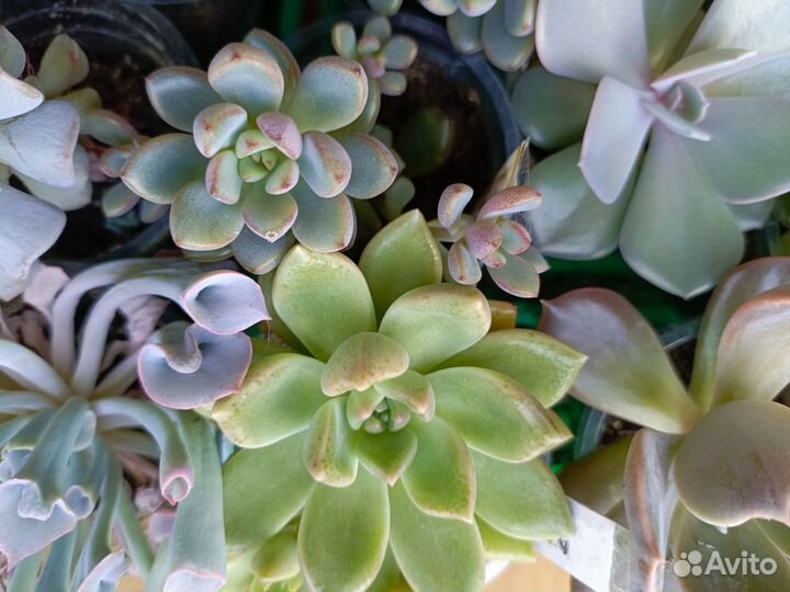 Суккуленты