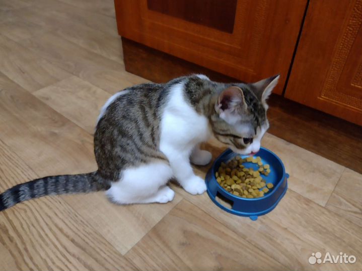 Котенок (девочка)