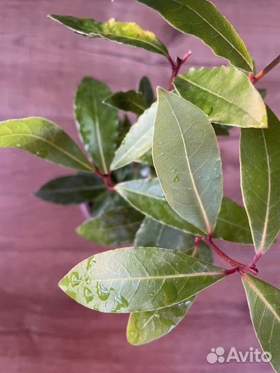 Лавр благородный (лаврушка)