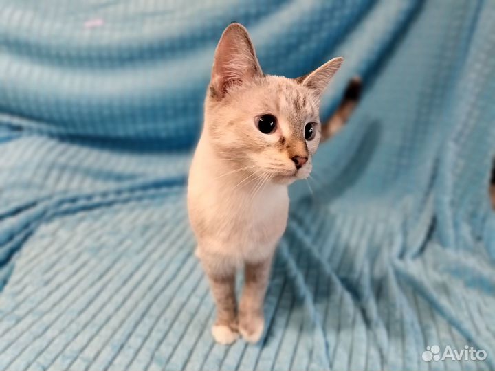 Голубоглазая тайская кошка из приюта