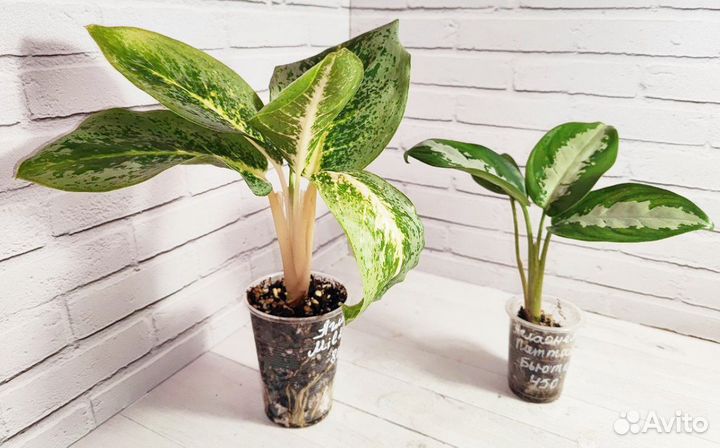 Комнатные растения