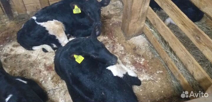Отборные бычки и телки 1 2 месяца