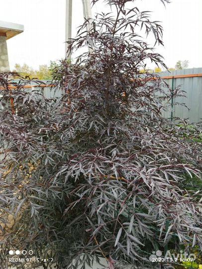 Бузина черная