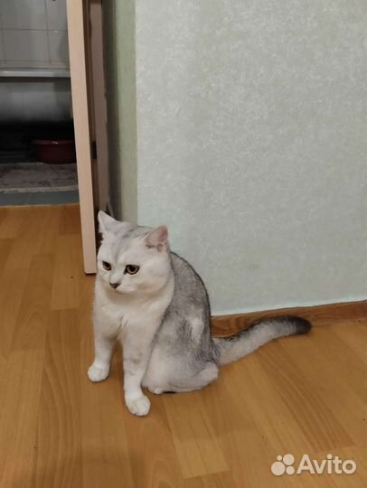 Шотландский кот на вязку