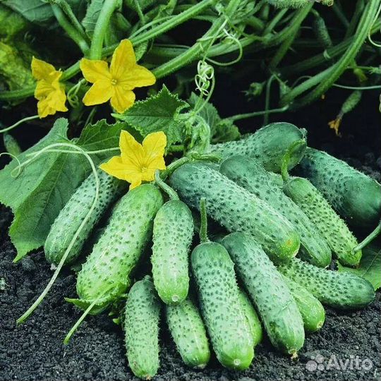 Семена огурцов корнишоны